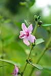 粉红小花