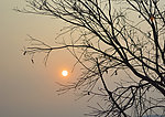 树枝与夕阳