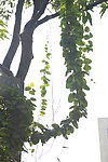 藤缠树
