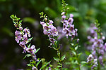 串串紫花