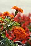 橙色千层菊