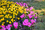 花坛与草地