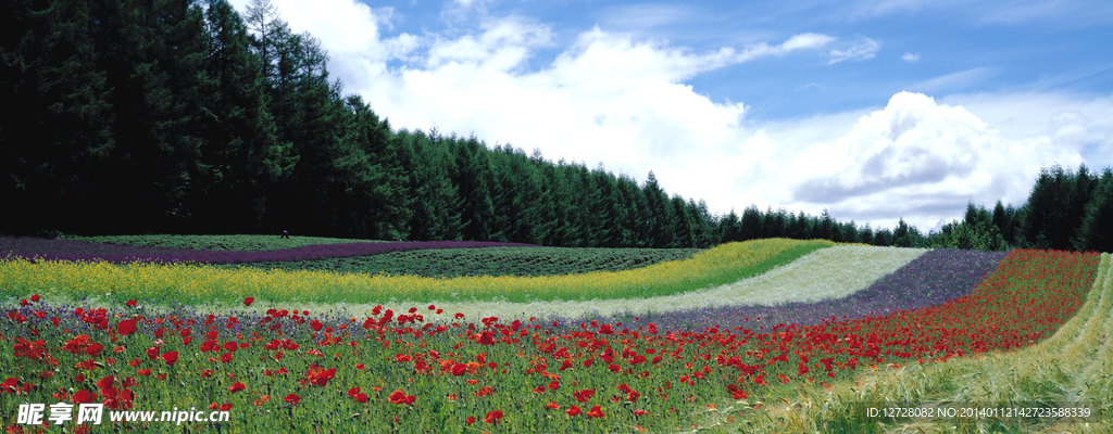 田野