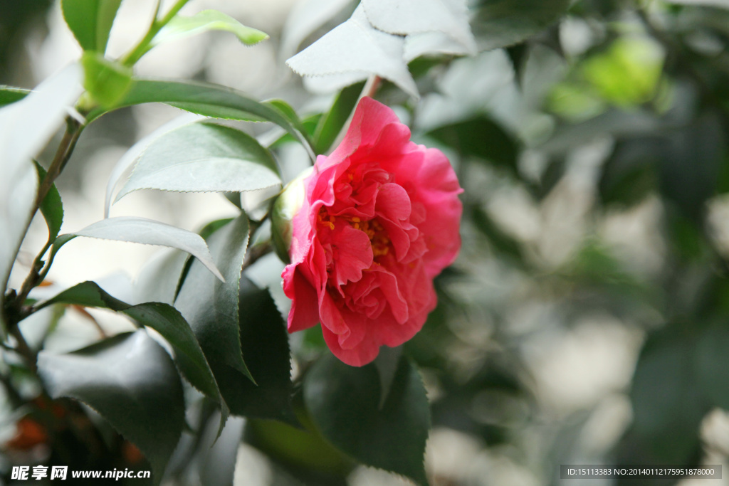 红山茶花