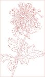 菊花 芍药
