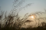 芦苇与太阳