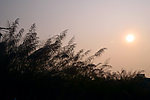 芦苇与太阳