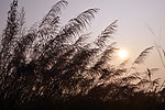 芦苇与太阳