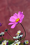 红色波斯菊