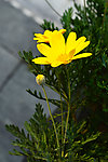 黄色波斯菊