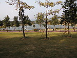 草地风景