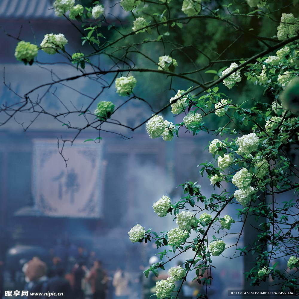 树木白色花