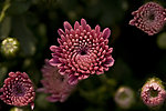 雏菊