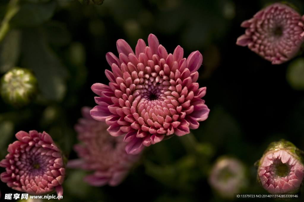 雏菊