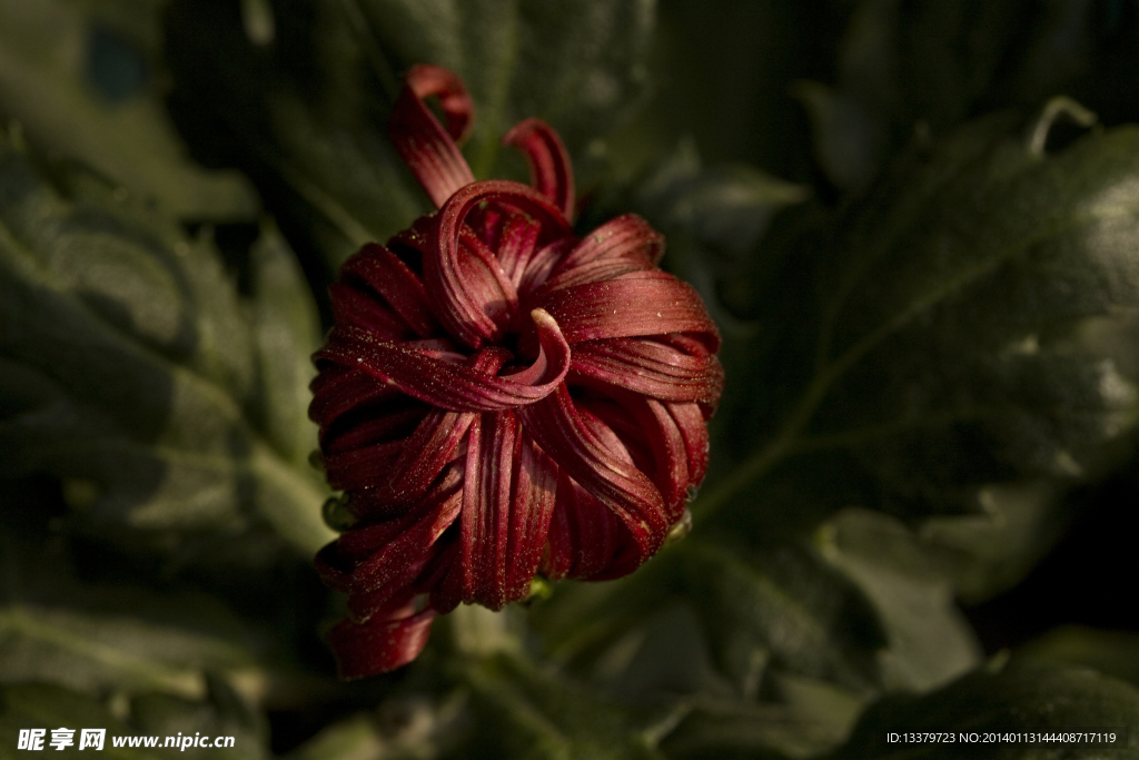 菊花