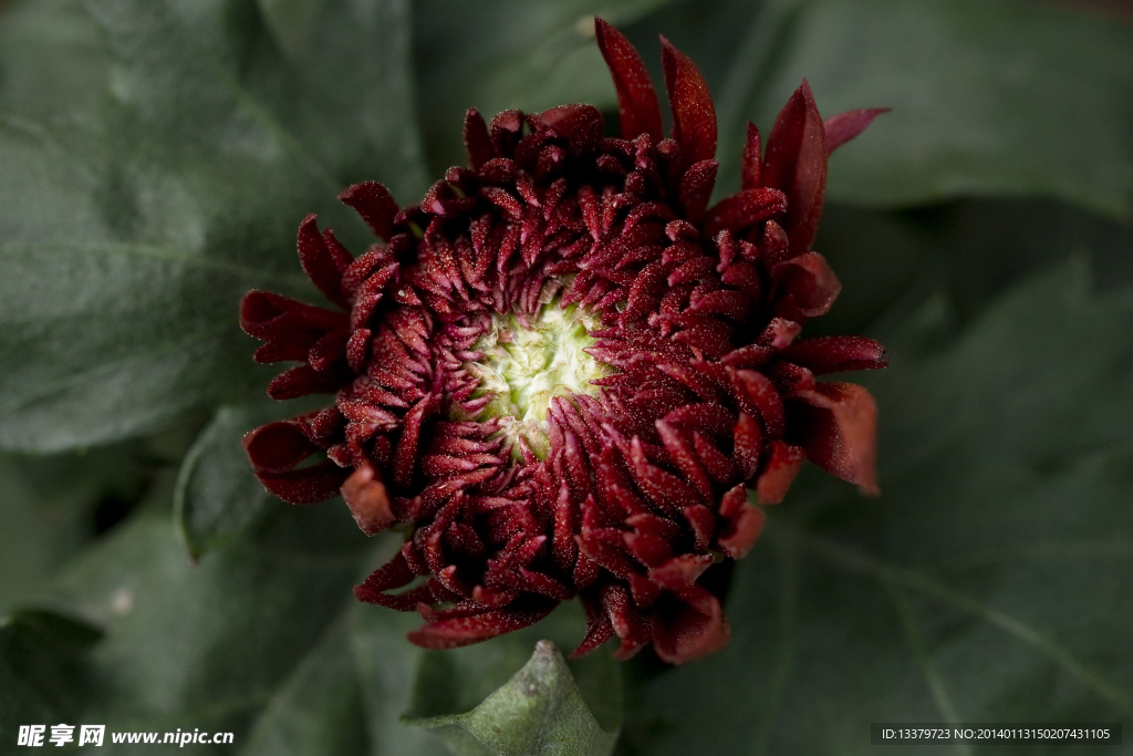 菊花