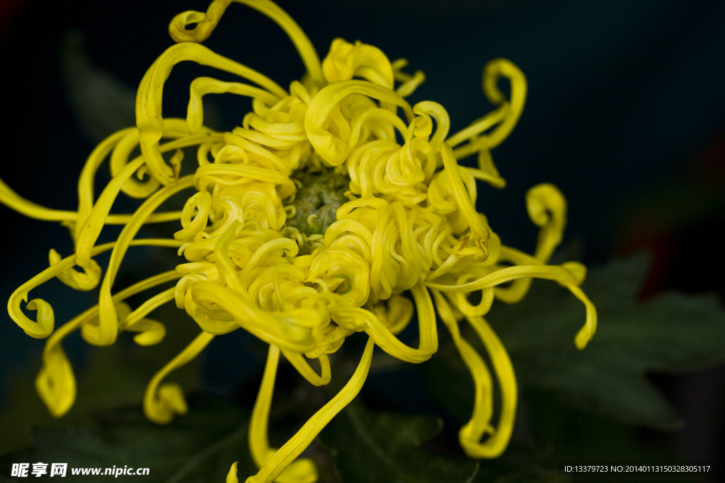 菊花