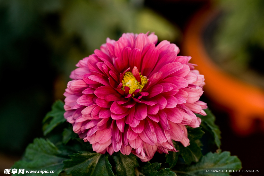 菊花