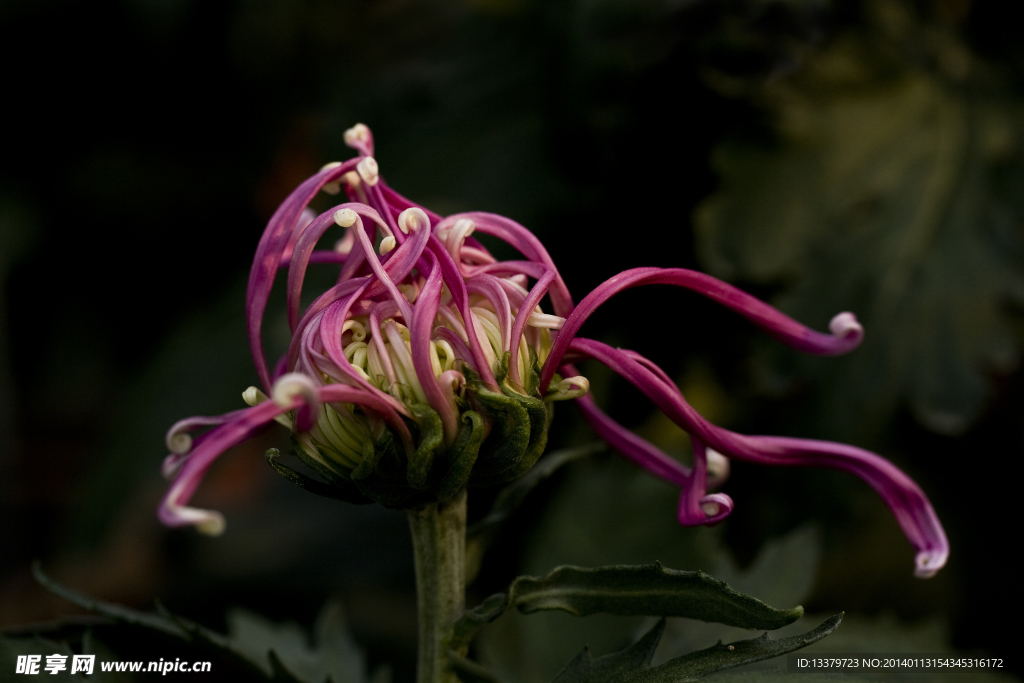 菊花