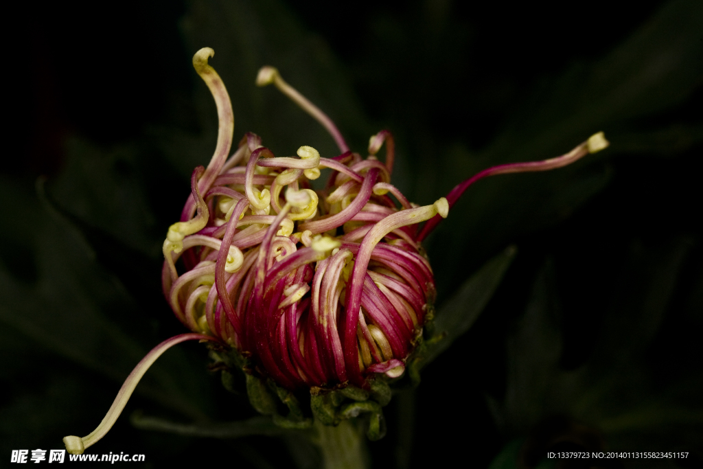 菊花