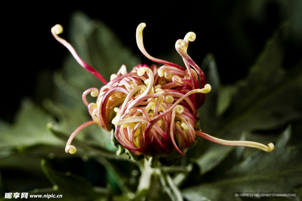 菊花