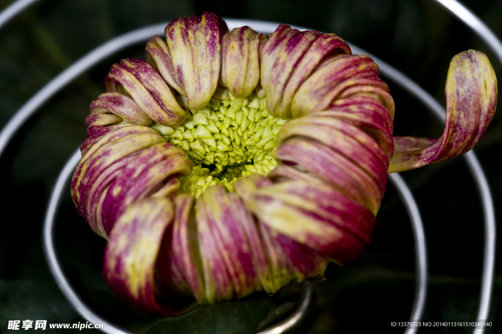 菊花