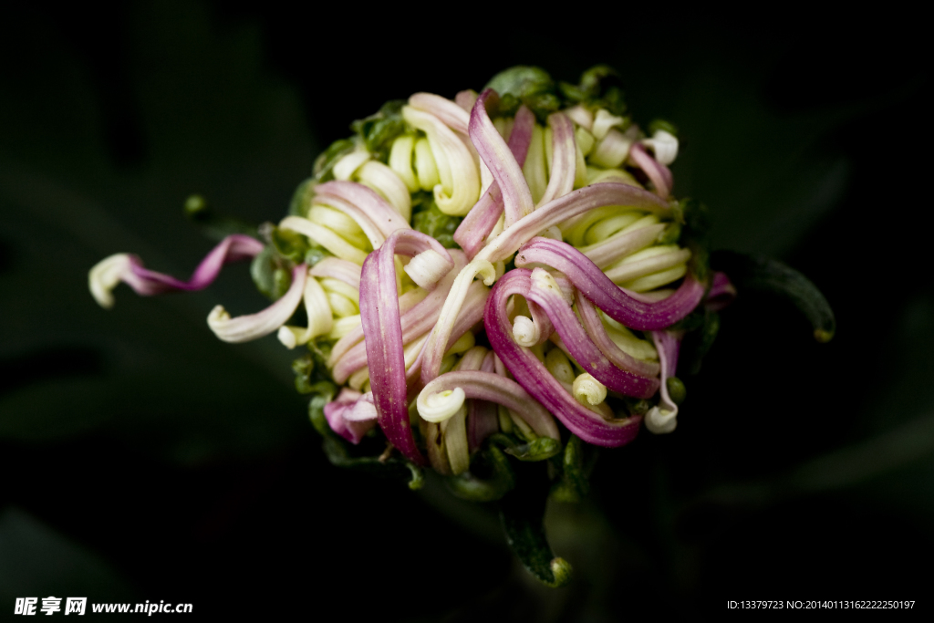 菊花