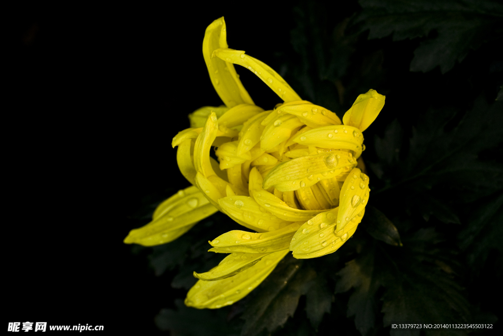 菊花