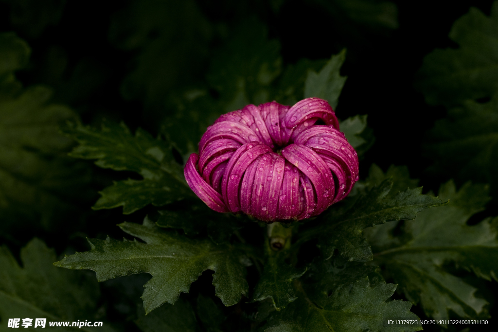 菊花