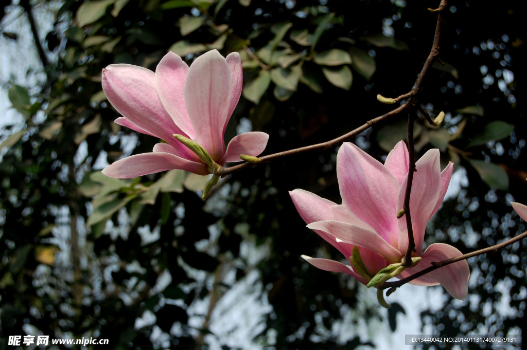 玉兰花