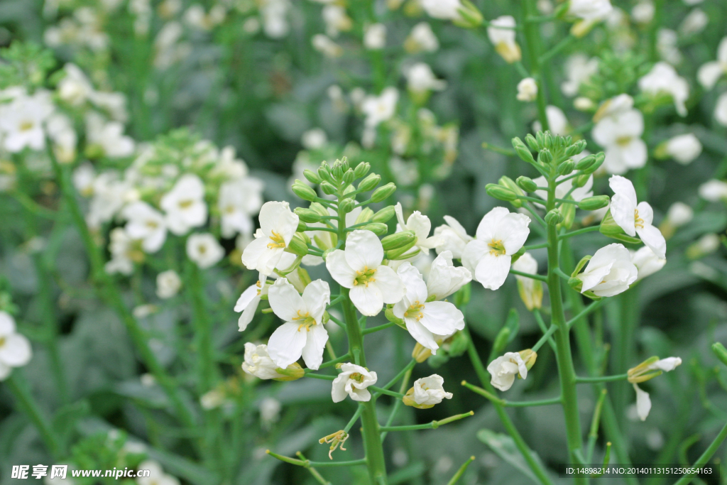 油菜花