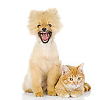 小猫和小狗