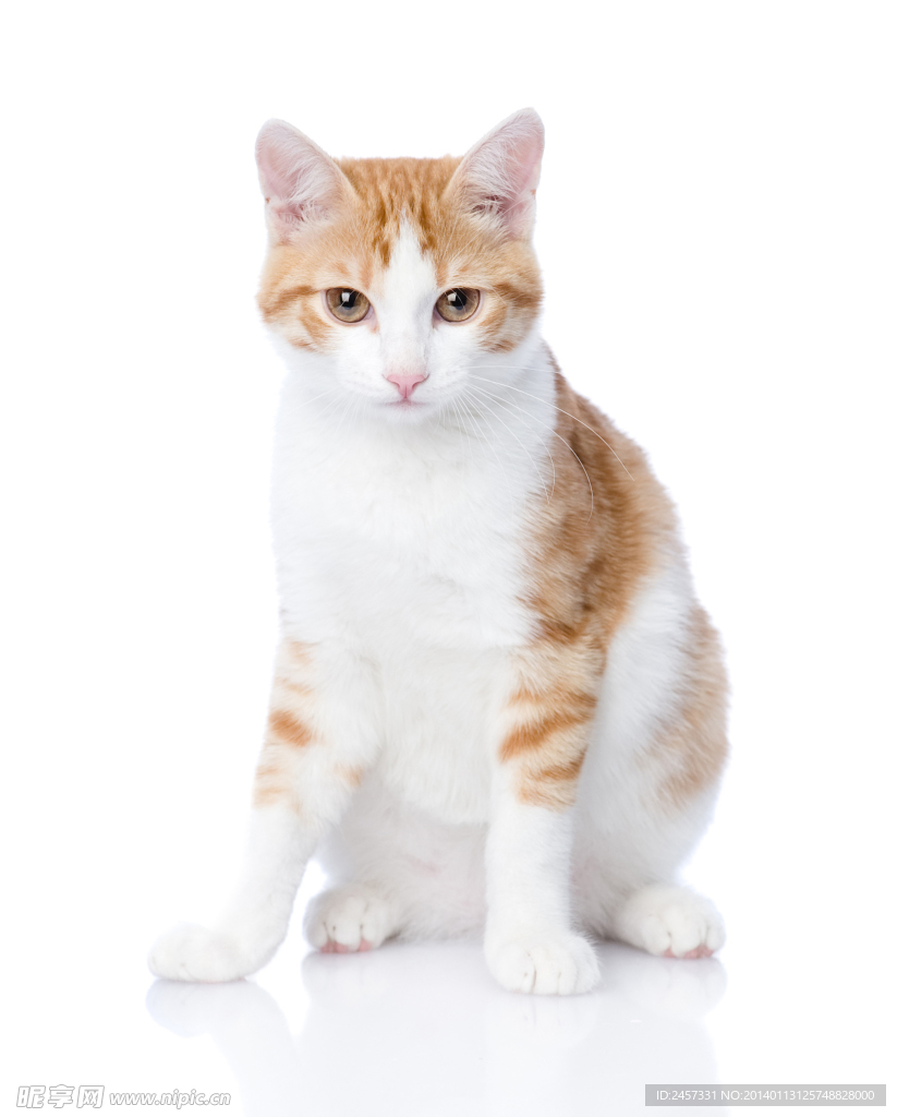 花猫