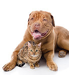 狗和猫