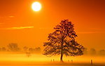 黄昏夕阳大树
