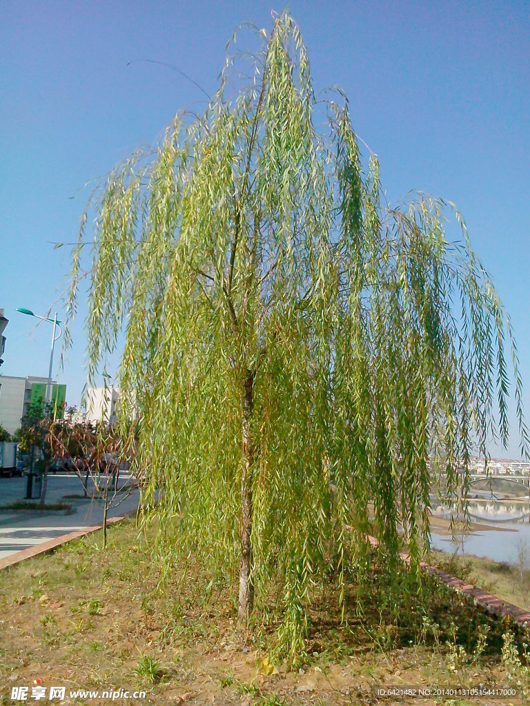 柳树
