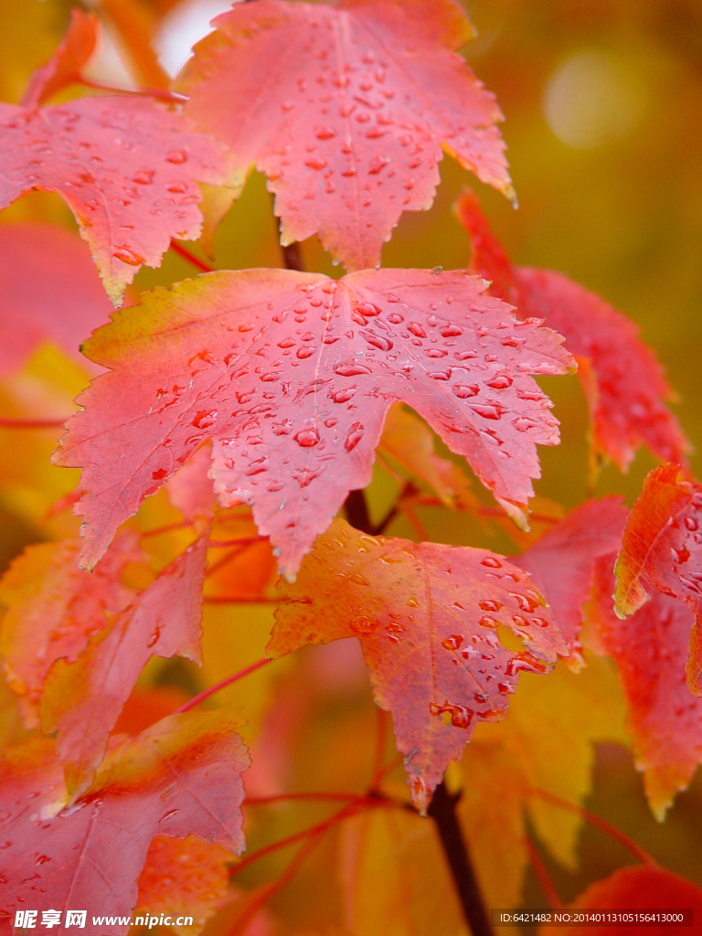 雨水打湿的枫叶