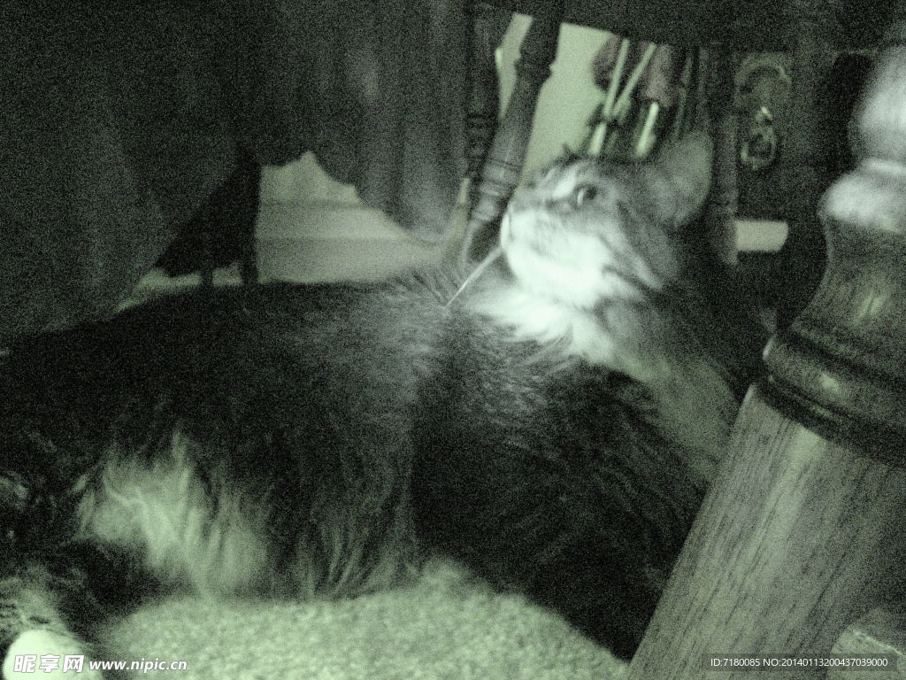 宠物猫