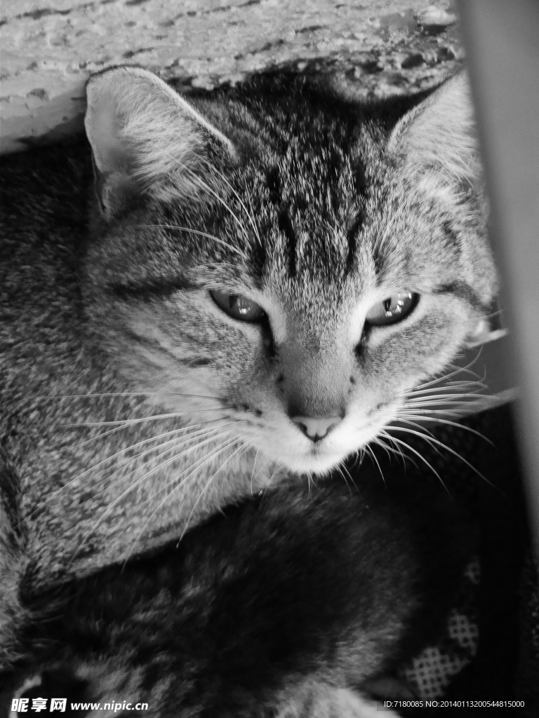 宠物猫