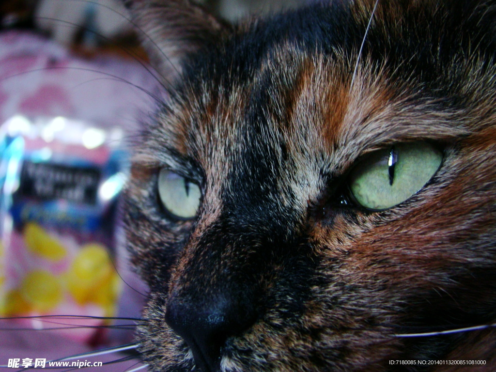 宠物猫
