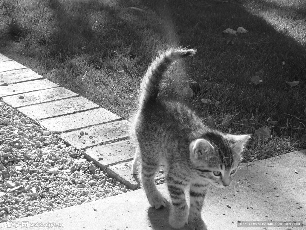 宠物猫