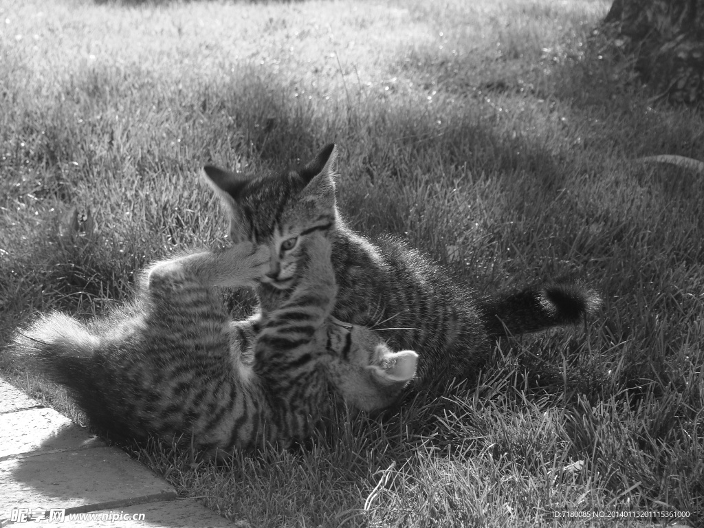 宠物猫