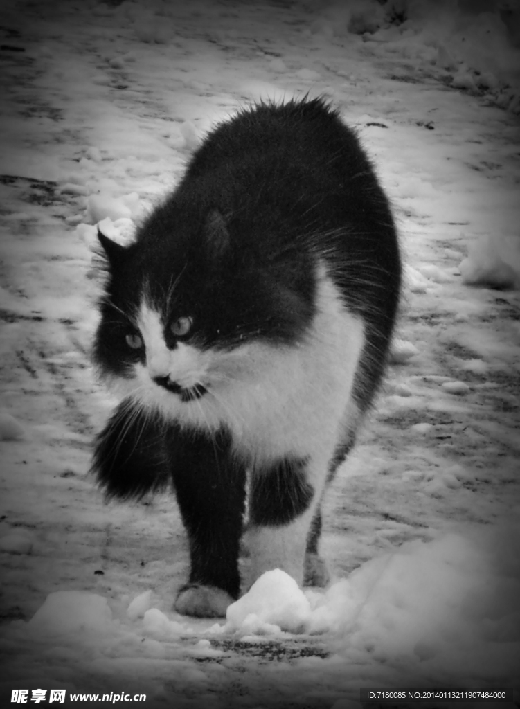 宠物猫