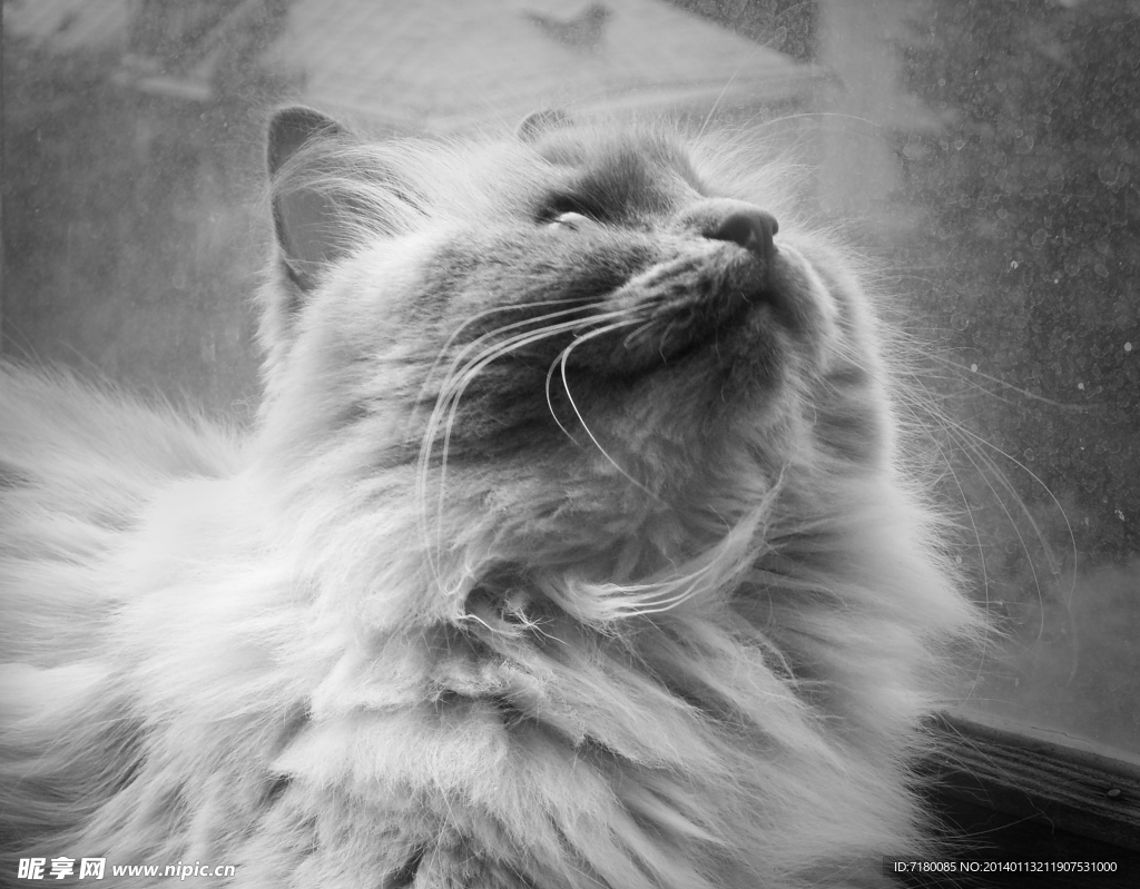 宠物猫