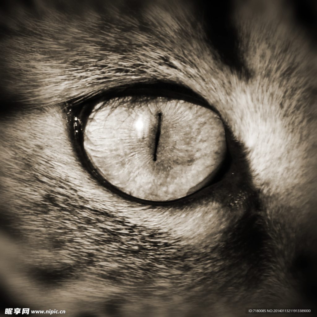 宠物猫