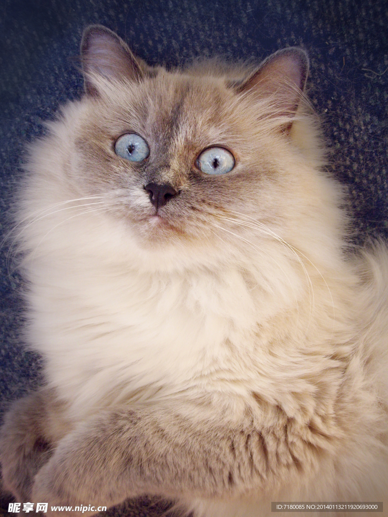 宠物猫