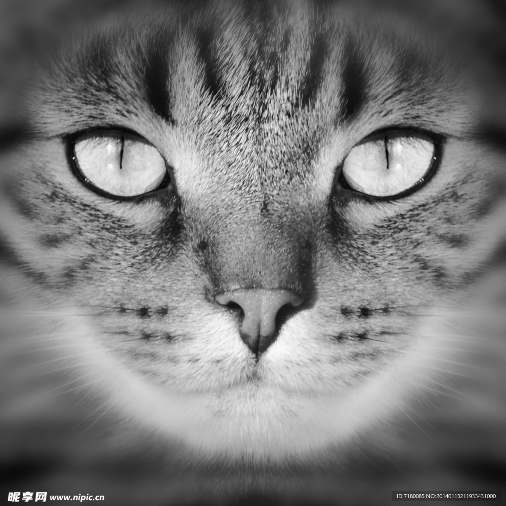 宠物猫