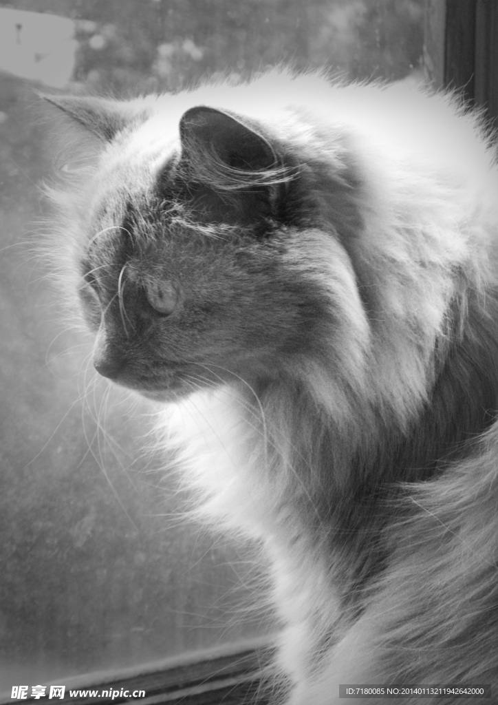 宠物猫