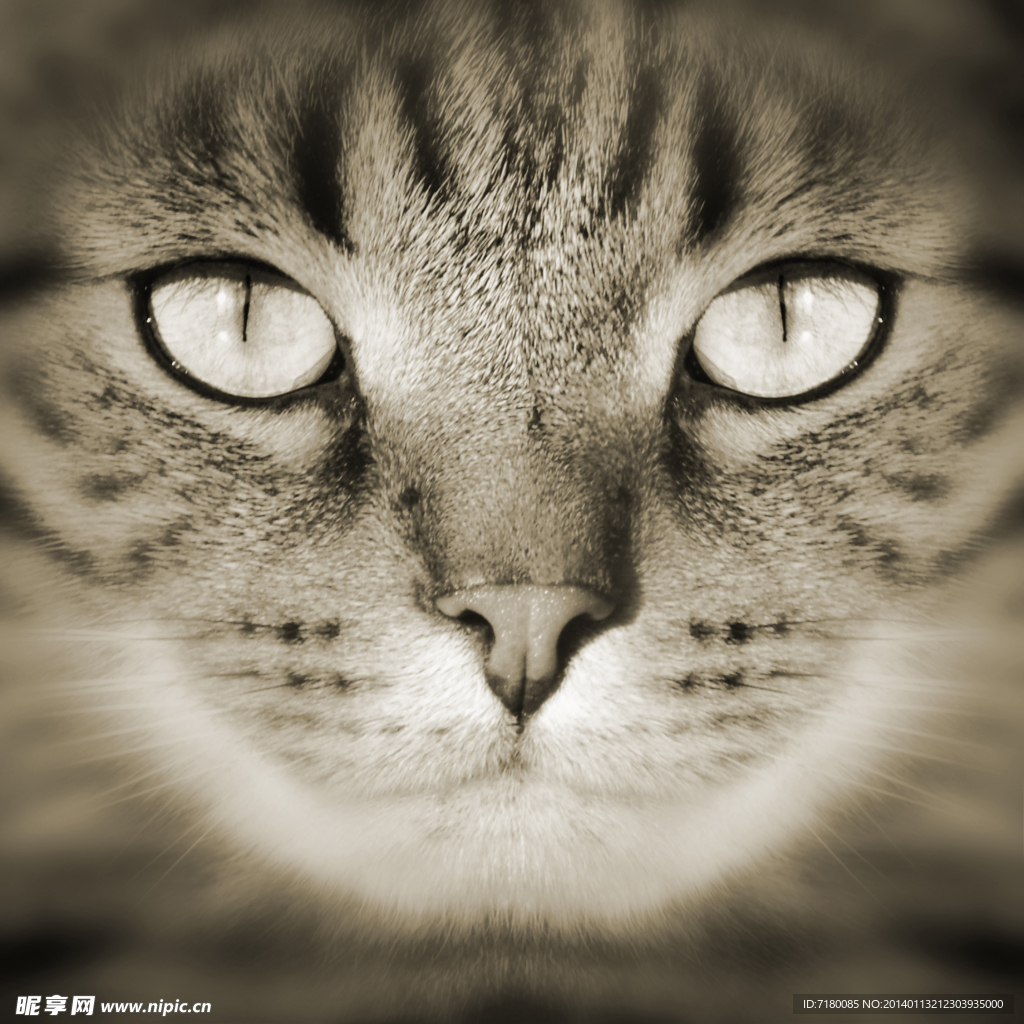 宠物猫