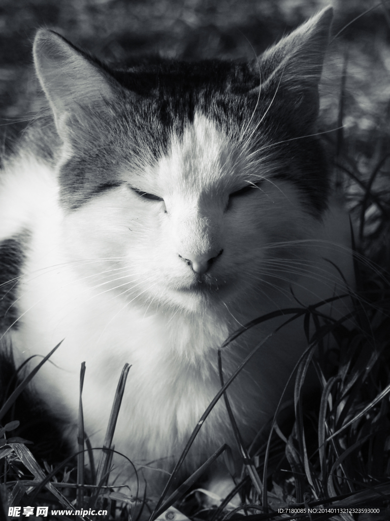 宠物猫